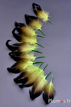 Canard boucles - 6-9 cm - lime